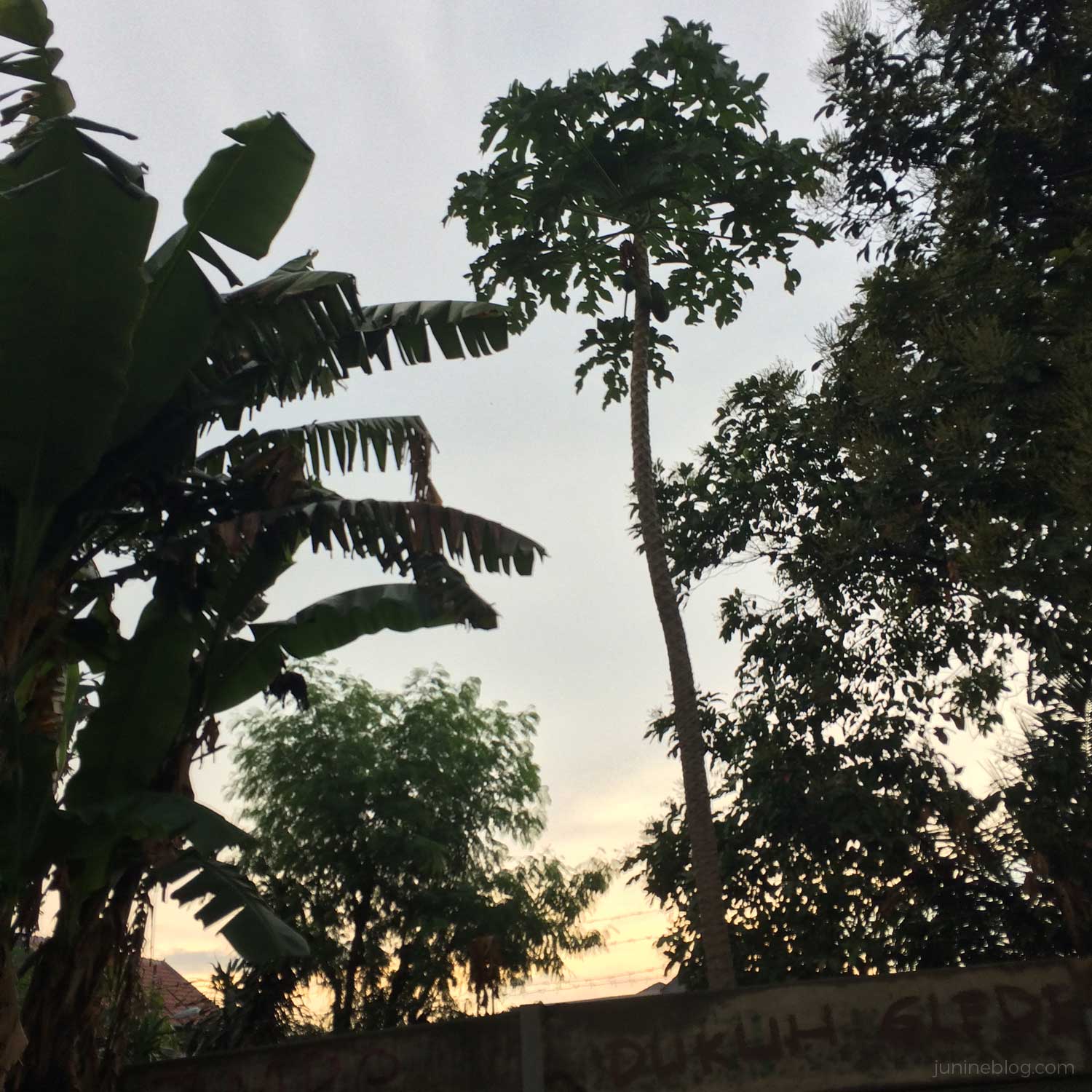 熱帯の木と夕暮れの空