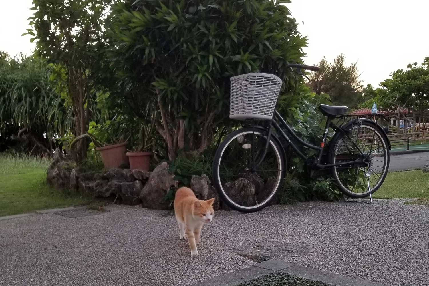 久高島の猫3